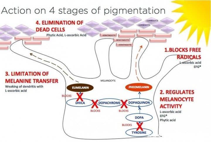 治疗|美白就只是还原黑色素？你的变白之路走错了