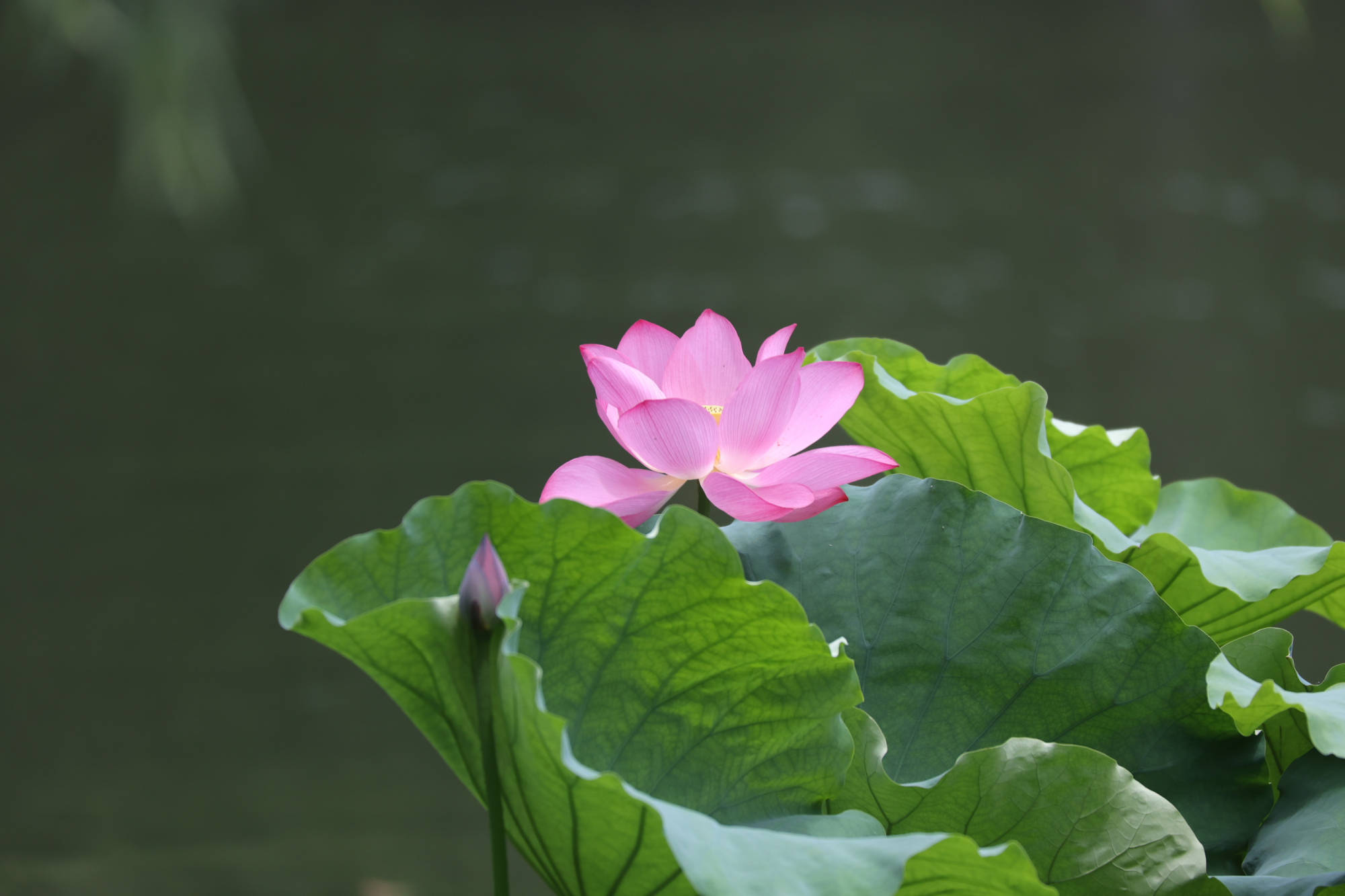 古代|为什么白居易喜欢写荷花？西湖荷花和白居易有什么关系