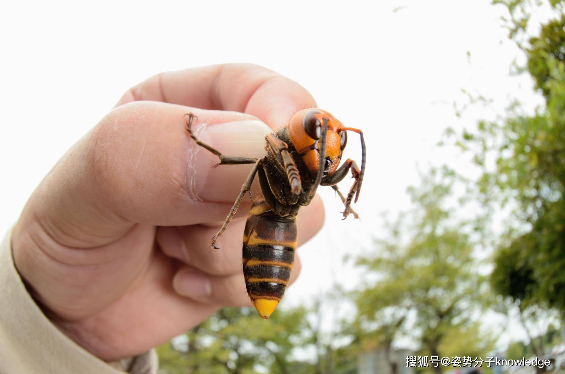 体长50毫米的杀人蜂 在中国被抓来泡酒 在美国成了大麻烦 蜜蜂