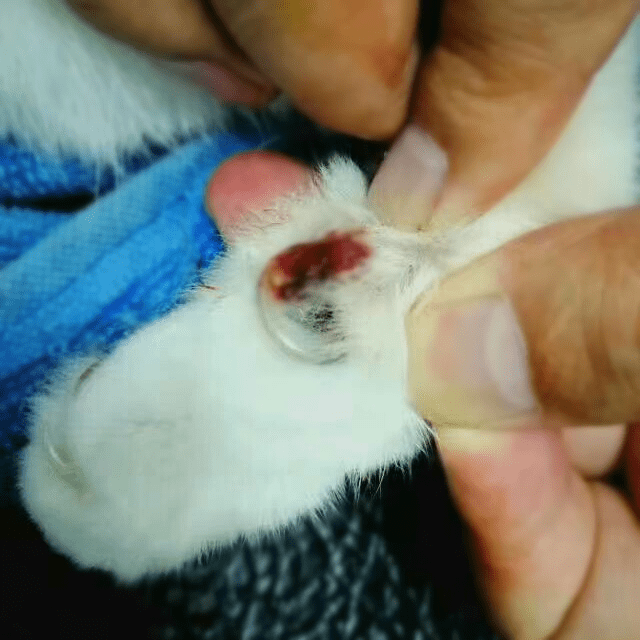 猫咪护理有关小猫咪的指甲攻略在这里