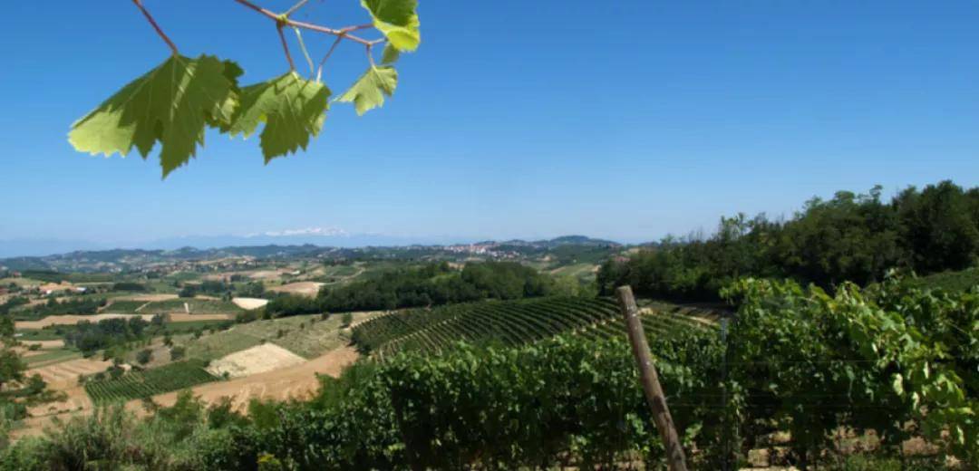 家族|安东尼世家古道探索马塔洛奇干红葡萄酒2015!