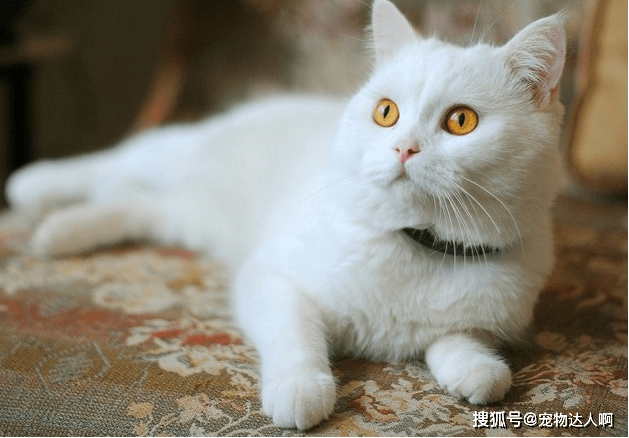 白猫|爱猫的人，就别错过这6种猫，忠心又好养