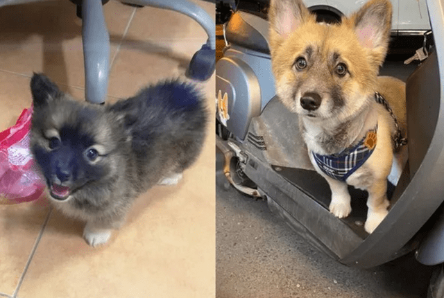 宠物|男子养了只黑色的柯基，一年后却满头问号：怎么掉色了呢？