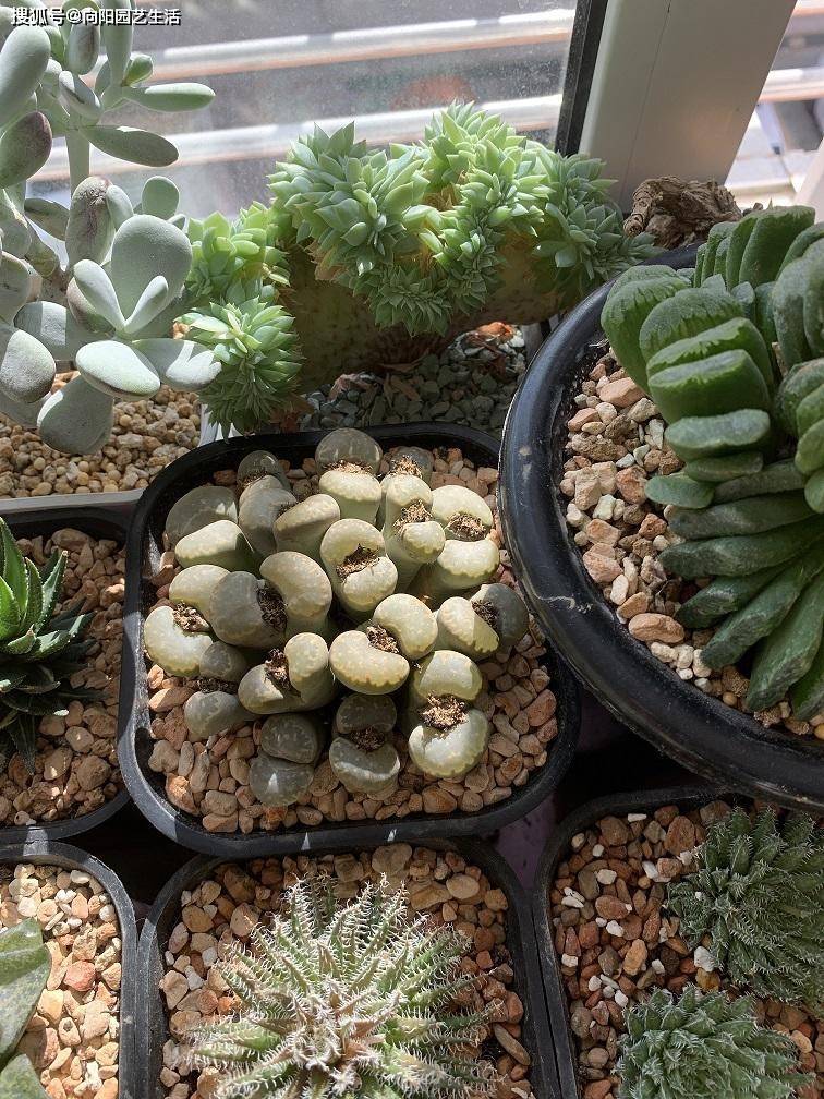 多肉配土是养多肉的基础 用硅藻土搭配泥炭 养肉很好用 颗粒