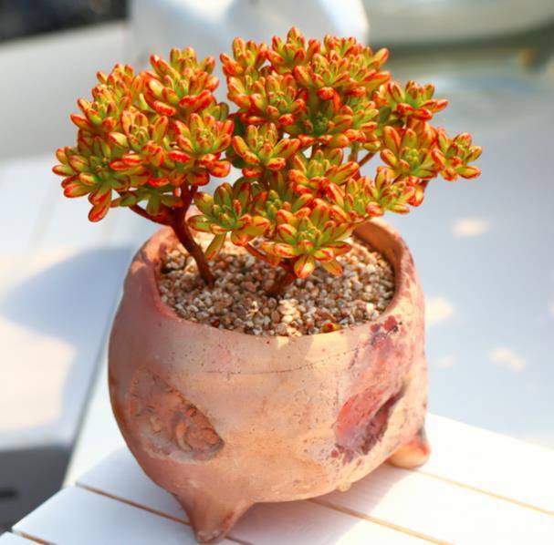 多肉怎么爆盆成桩 322329448bdf47a2ba9eba06256fa59a.jpeg