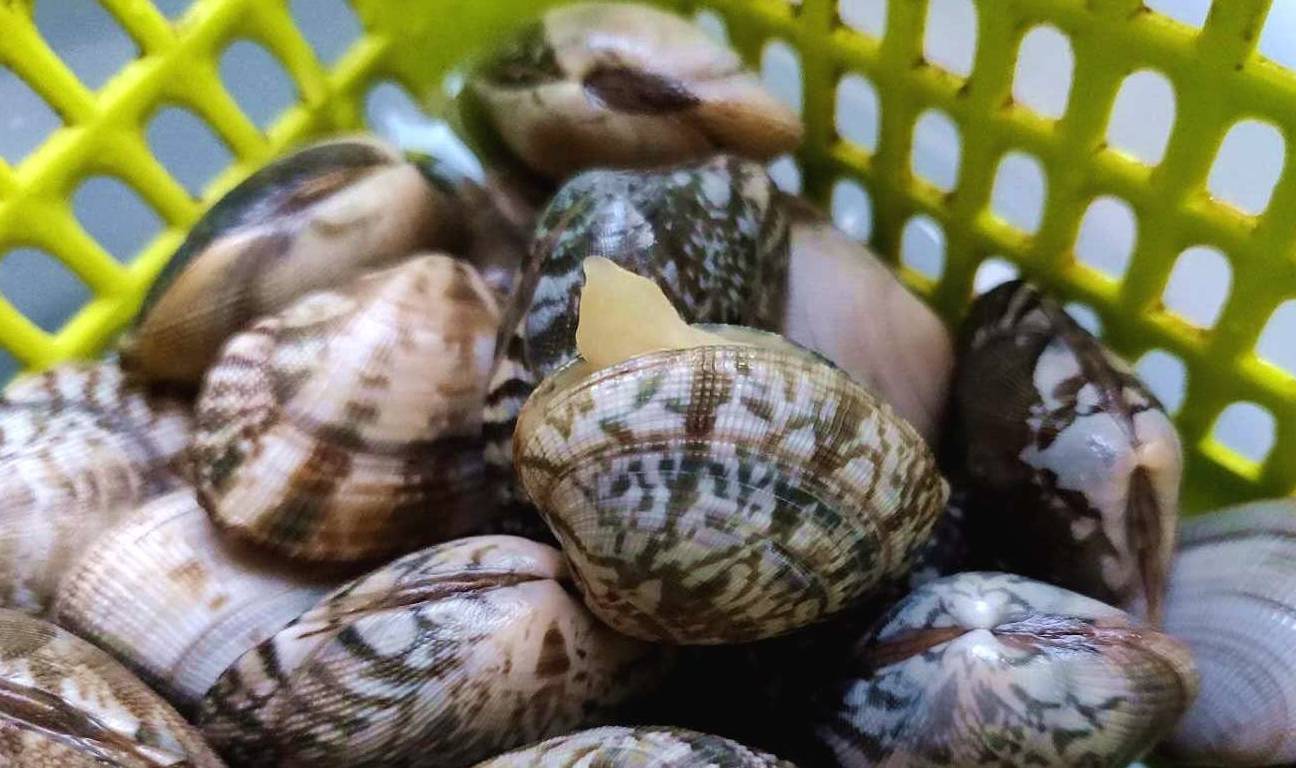 九个月可以吃芋头吗 8b5e43c662864243b0bbb3f5b4dcf2d0.jpeg