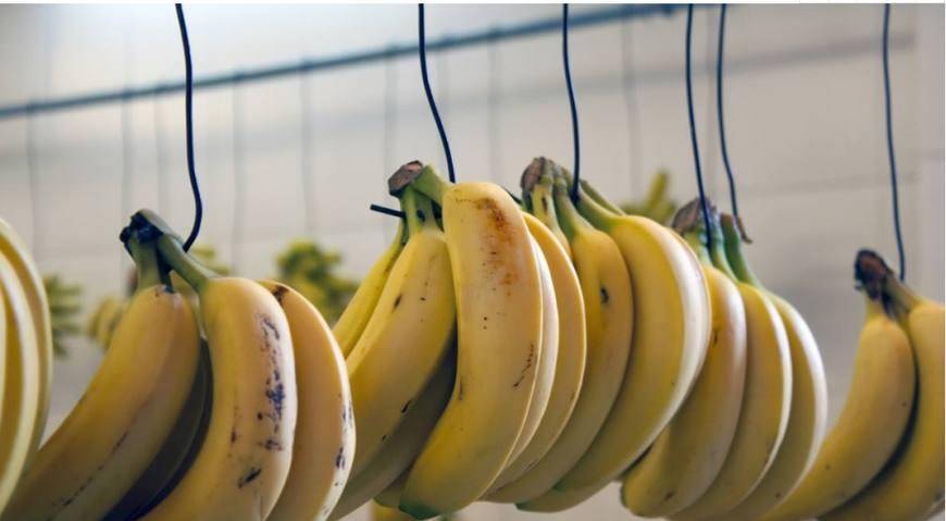 香蕉什么时候开始出现的 d9ebd9645d804b24b5a8490ca1dedff0.jpeg