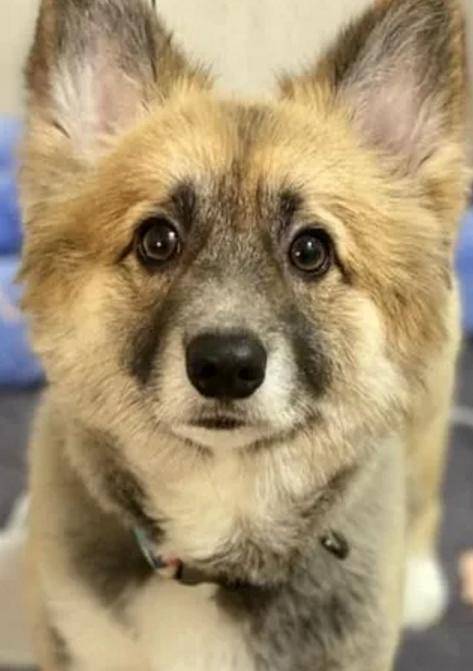 宠物|男子养了只黑色的柯基，一年后却满头问号：怎么掉色了呢？