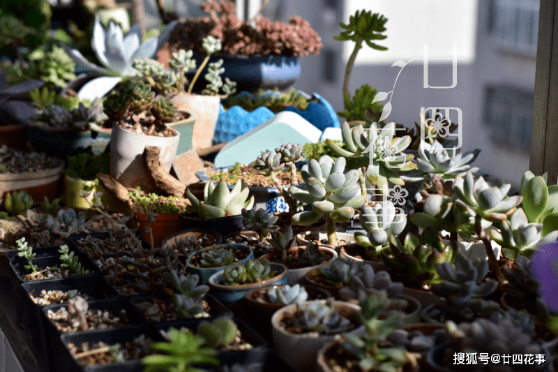 处暑过后做件事 简单4步 让多肉植物在秋天心无旁驽 专心变美 修根