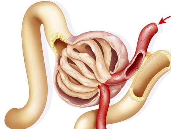 治疗|肾病的最通俗解释是什么？看过这个你就知道蛋白潜血怎么来的了