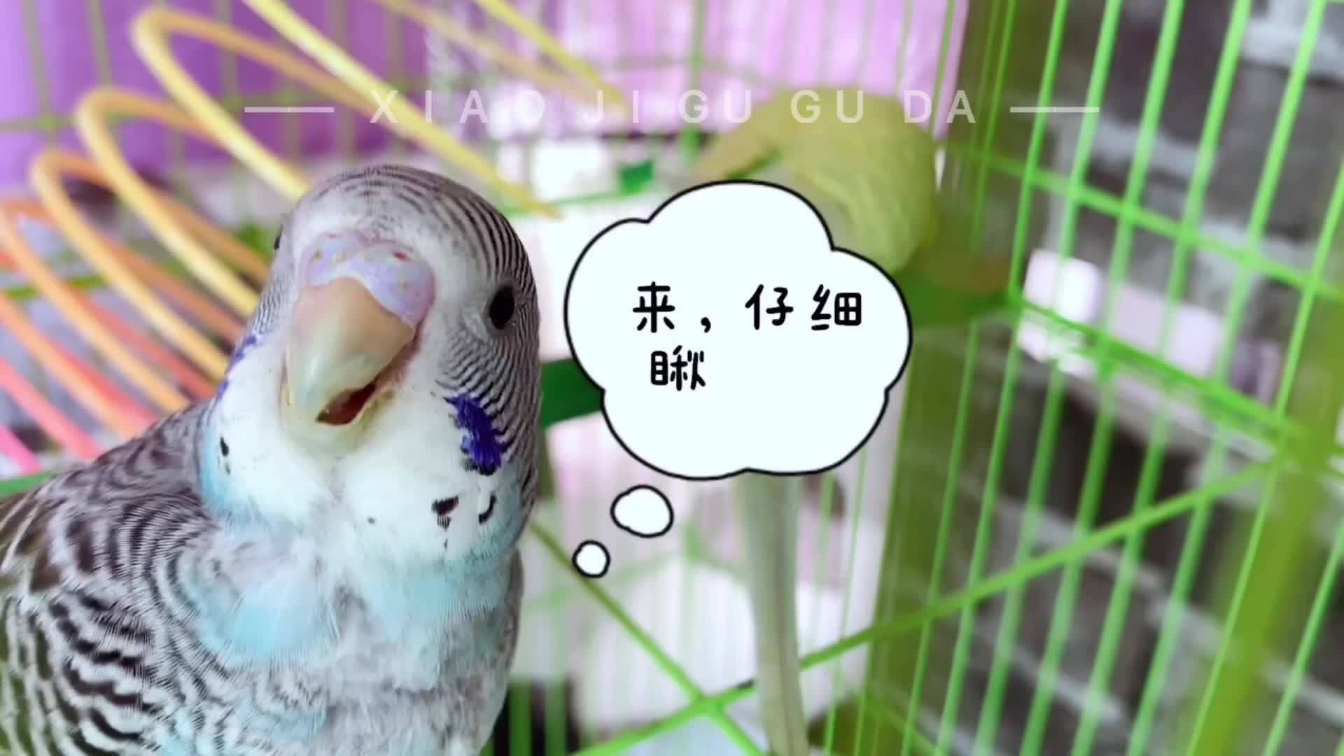 你瞅啥瞅你咋地