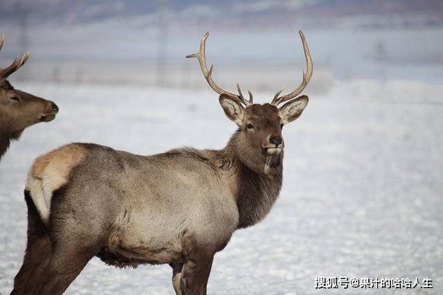 新疆天山现一大型野兽，头顶树杈茸角，屁股呈桃心状，叫声如狮吼