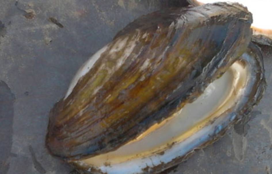 河里的河蚌有毒吗