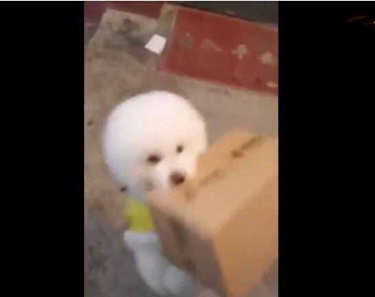 狗狗幫主人拿快遞上樓，雙腳快速奔跑，就像小孩子似的！ 萌趣萌寵 第4张