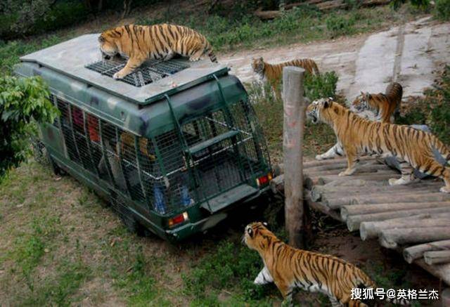 深圳这座动物园比肩广州长隆，占地2000多亩，特色是“放养式”