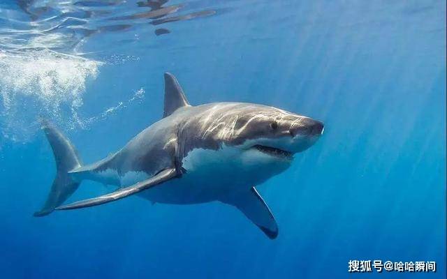 原創水中之王鯊魚從來不敢吃海豚,你知道為什麼嗎?