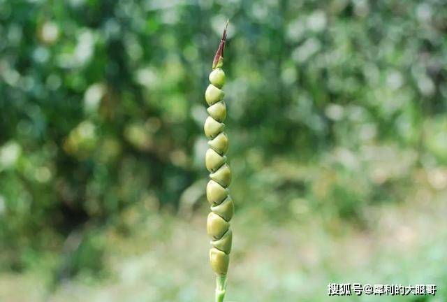 从杂草进化成玉米,人类曾供奉它为神明,它是如何走向神坛的?_果穗