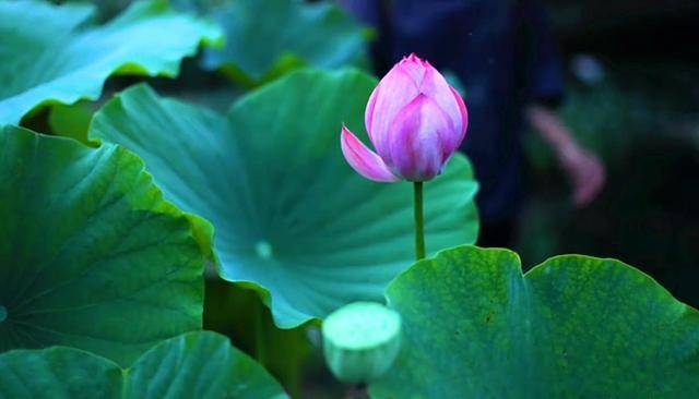 美食|李子柒摘荷花做美食,一卷一泡一油炸,网友:这样真的好吃吗?