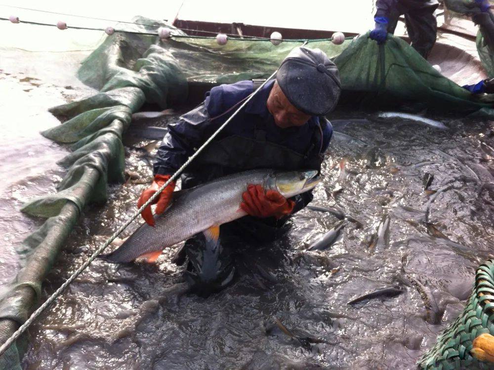 原創一年能吃掉一池塘魚食量大又兇猛俗稱水老虎如今很少了