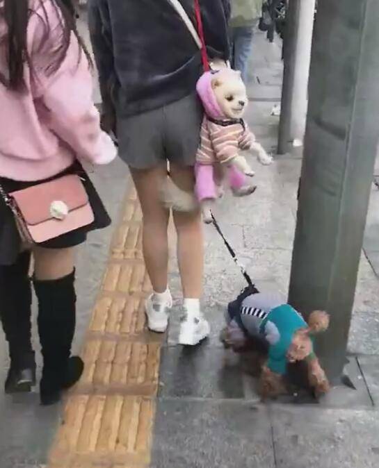狗狗被主人一根繩提著，在背後被甩暈，主人依然不理！ 萌趣萌寵 第2张