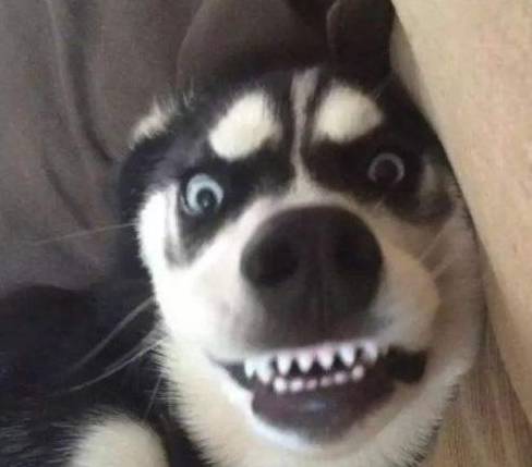 因为|最会“气人”的7种狗,养了之后,把我的耐心都磨光了!