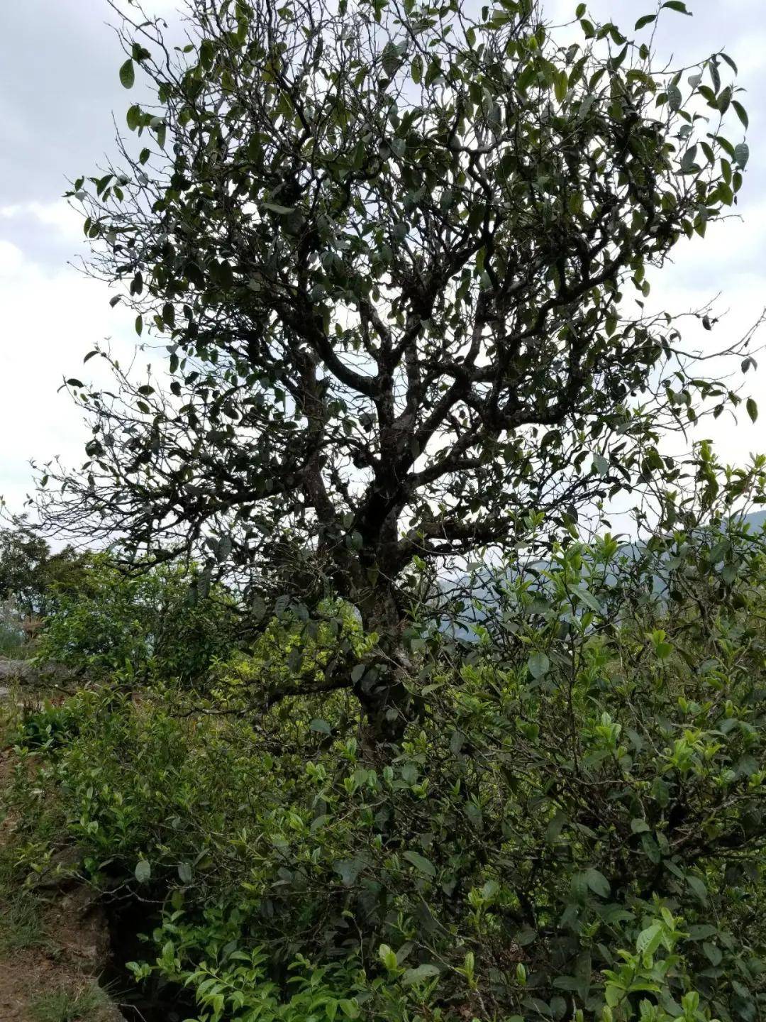 干货分享临沧邦东古树茶特点