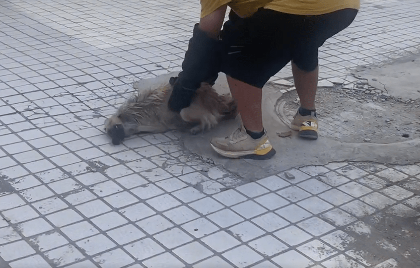 湖北：可能余生都要匍匐前进的流浪狗，因为曾经的经历，已然不再信任人类_搜狐汽车_搜狐网
