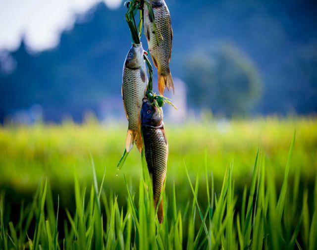 鱼多久可以饿死 5a5a01fe7f5543fe86b66e1d811a54a4.jpeg