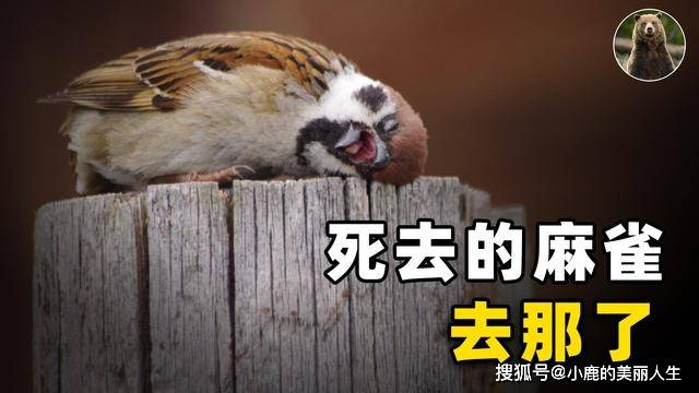 鼠雀什么成语_成语故事简笔画(4)