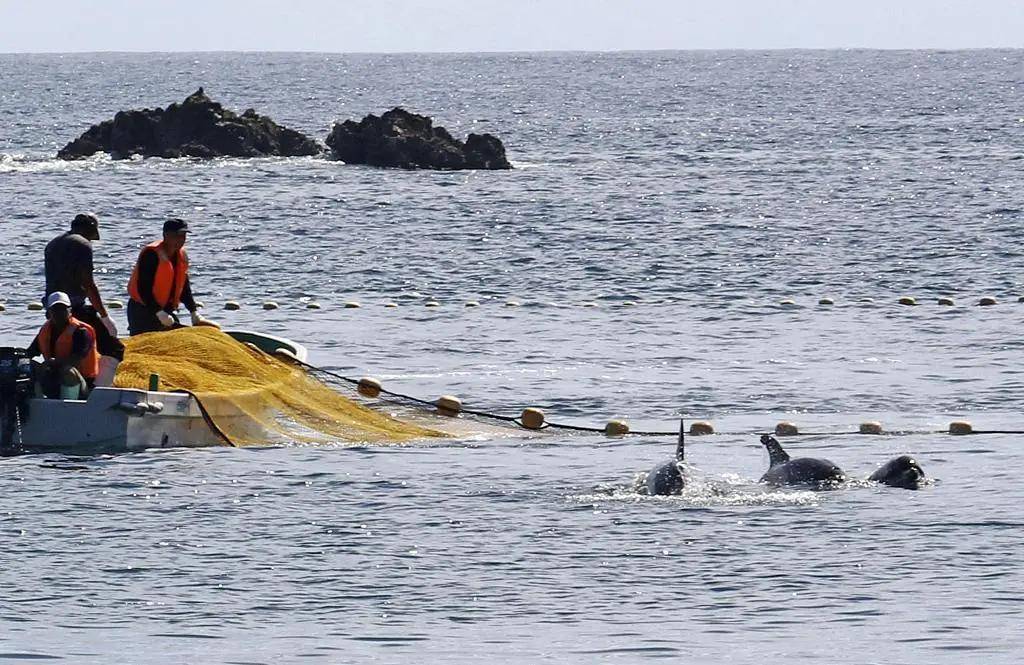 日本“海豚湾”开始年度捕猎海豚活动：首日捕获10头，拟卖给水族馆