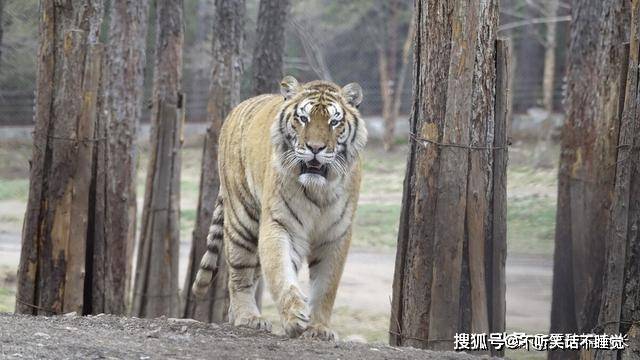 原創圈養的老虎為什麼傷人後一定要殺掉難道野生老虎比圈養高貴嗎