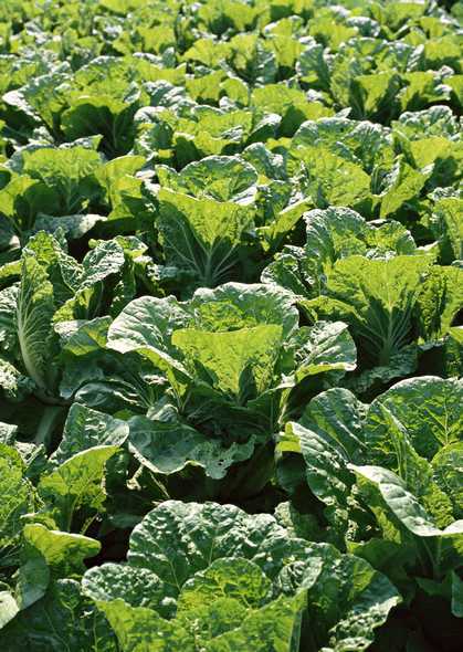 如何种植大叶芥菜 你知道吗 保护地