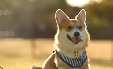 肠胃|想要养柯基犬？这6点你必须要接受，不然你会后悔的