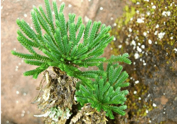卷柏：现实中的“不死草”，晒干后遇水又复活，如今成盆栽新宠_植物