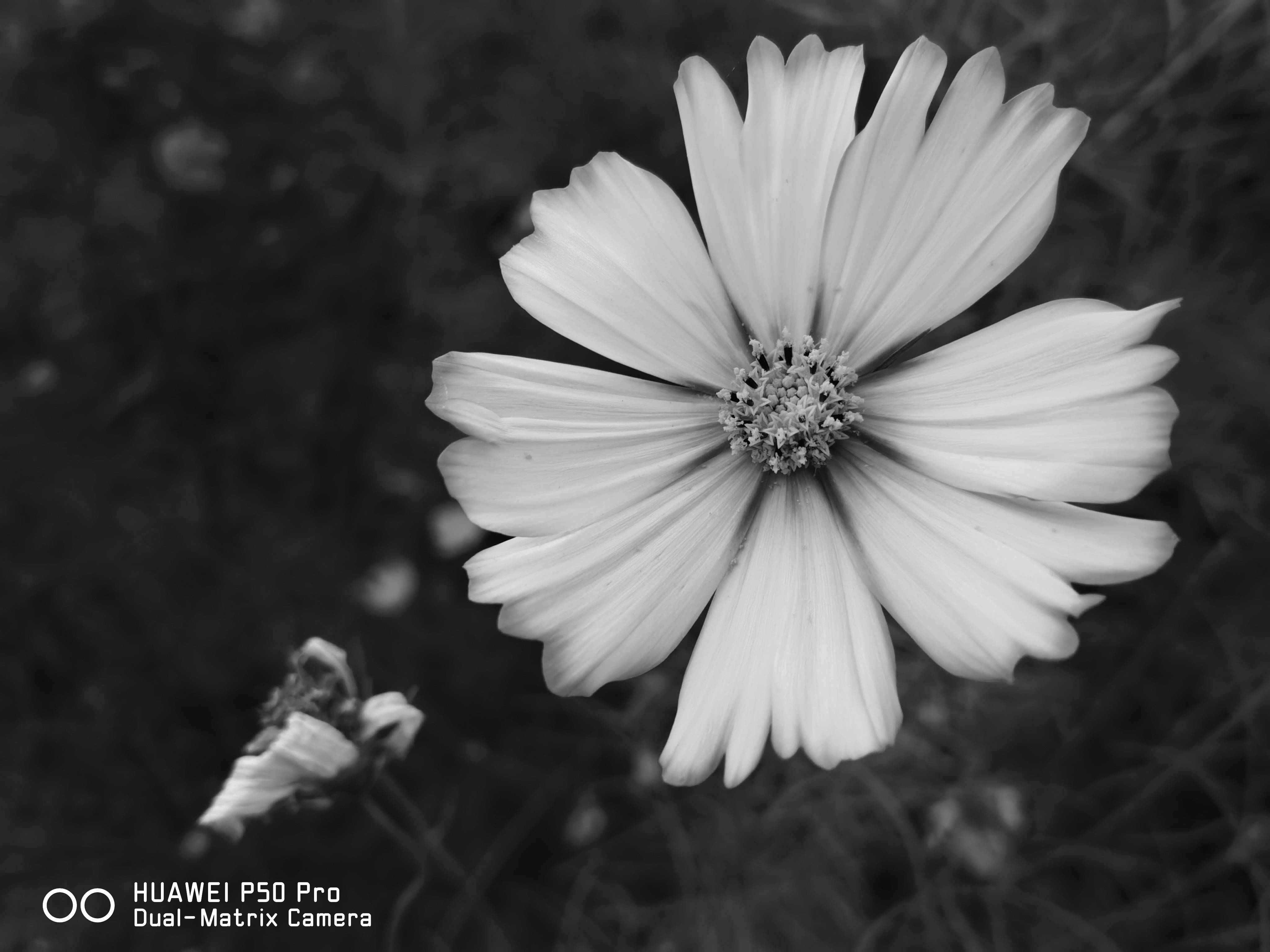 影像|拍了2000张照片，来看今年的影像旗舰华为P50 Pro的拍照能力有多强?