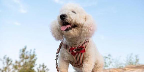 因为|真心为“比熊犬”好，这六件事，一定不能做