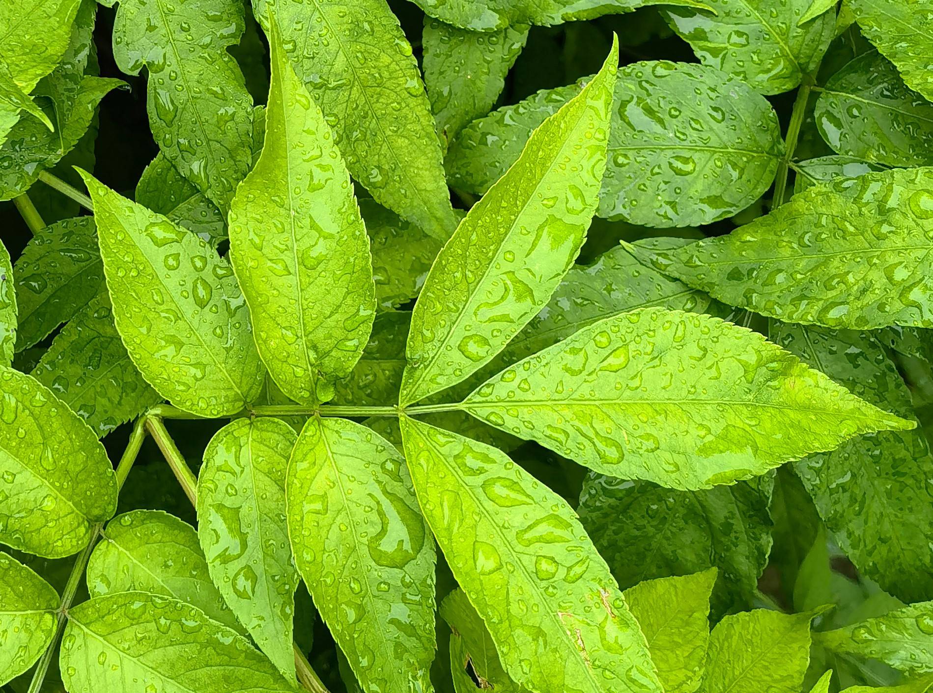 影像|拍了2000张照片，来看今年的影像旗舰华为P50 Pro的拍照能力有多强?