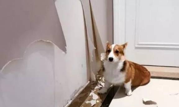 肠胃|想要养柯基犬？这6点你必须要接受，不然你会后悔的