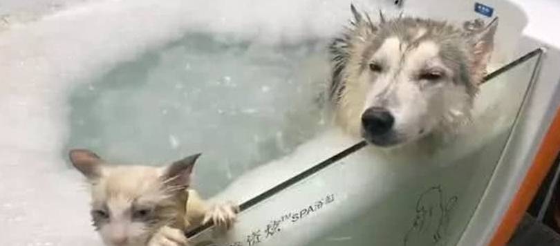 因为|朋友把猫丢过来寄养，女子把猫和二哈放一块洗澡，这俩表情神同步