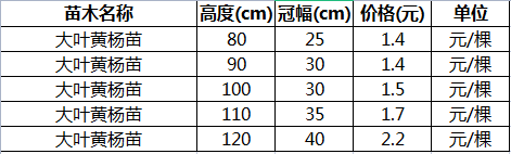 冬青树苗多少钱一棵图片