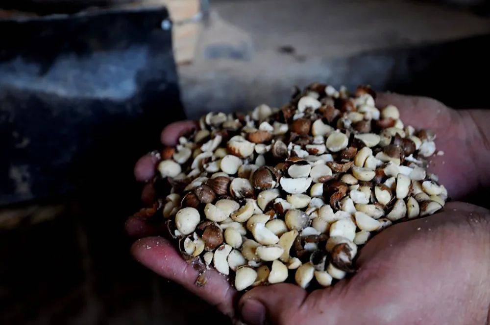 而树下杂草丛生,落叶也多,因而捡拾苦槠就比较辛苦.