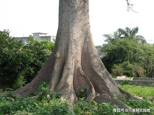 这种树被称为"见血封喉",毒性非常强,人畜碰到汁液会毙命