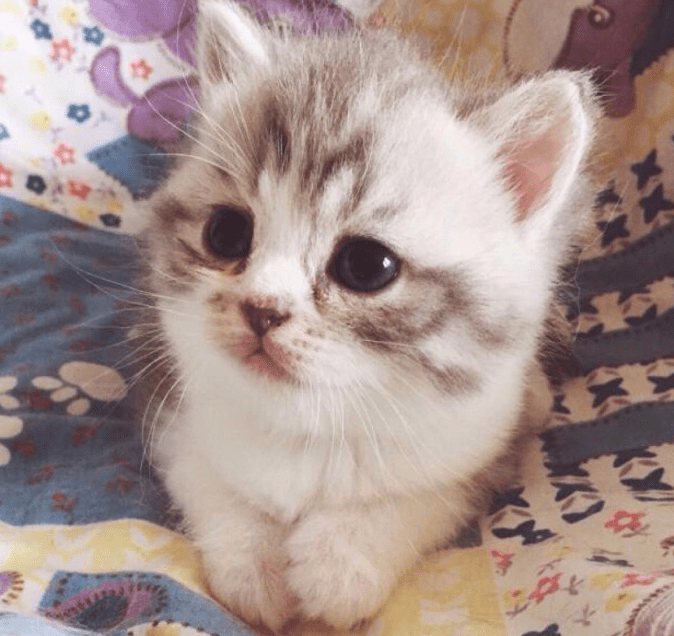 7c003391c207475a80205baff06c42a0.png