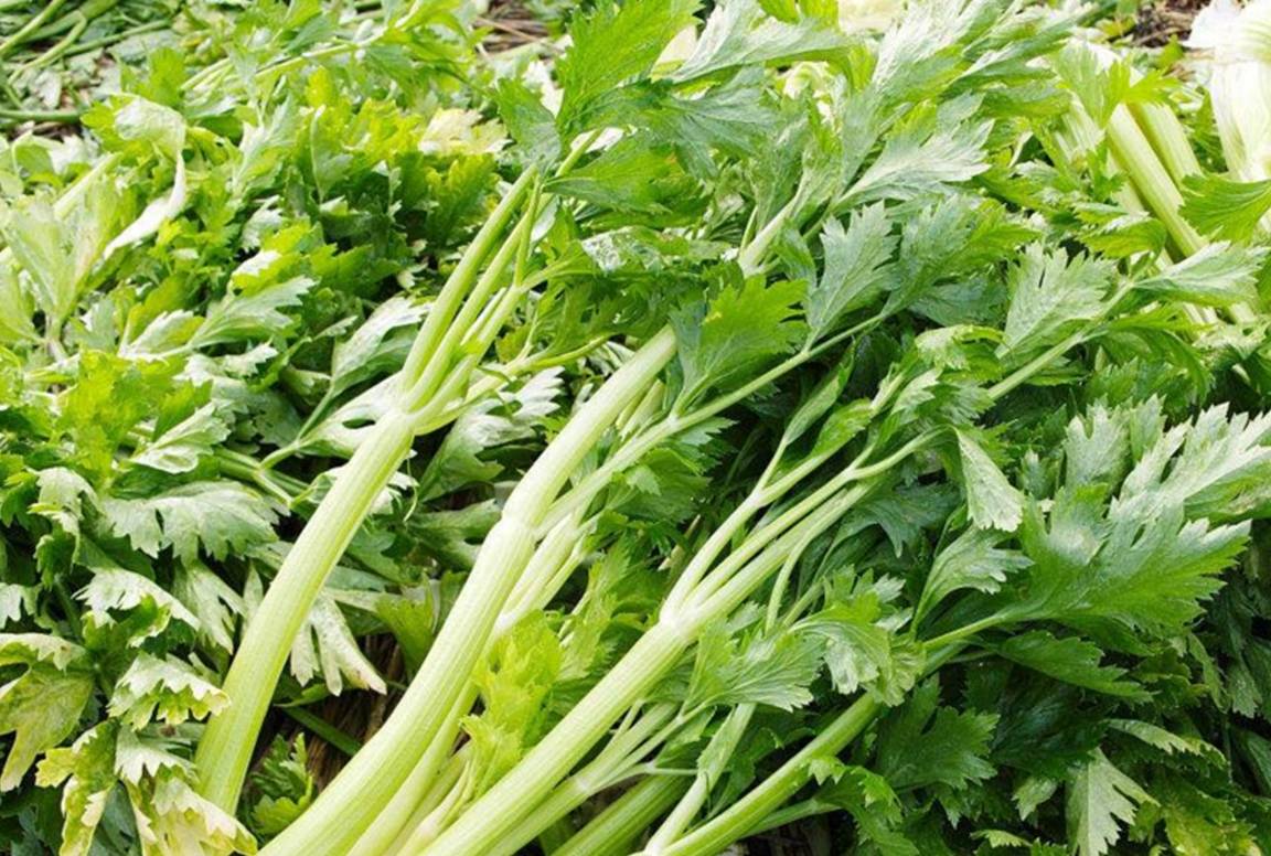 生活|植物胰岛素,糖尿病的“对手”,每天吃一点,糖尿病悄悄逃走