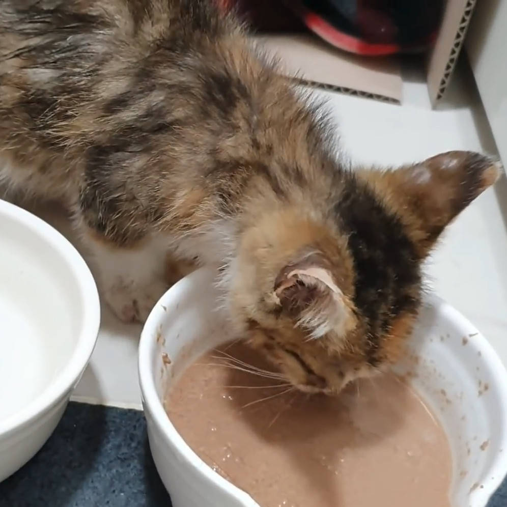 把饭盒当猫窝 被猫妈妈抛弃的小猫 被人一把抱起 别怕 有我在 食物 全网搜