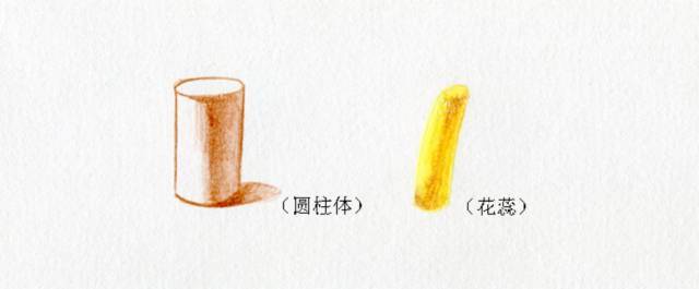 叶子|教你画彩铅花卉红掌