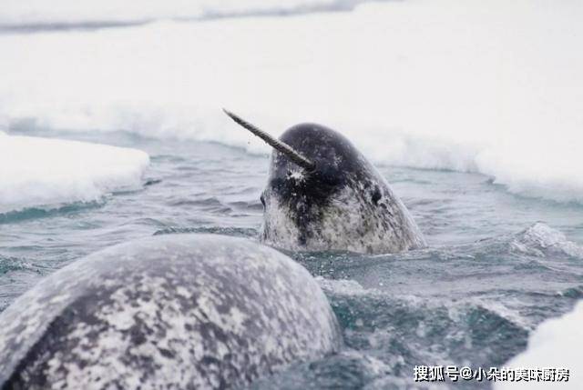 神秘的海洋生物 头顶长有3米长牙 形似古代神话中的独角兽 动物