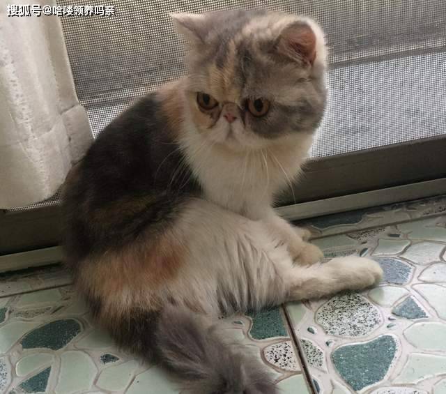 因为|养加菲铲屎官后悔了吗？这种可爱到膨胀的猫咪，为啥养起来这么难