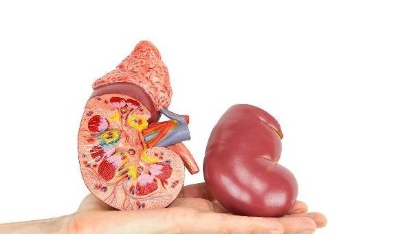 什么|肾不好的人,日常护理要注意什么?4件事情需牢记