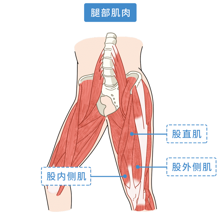 部位發力在身體中佔比達60%則是身體的